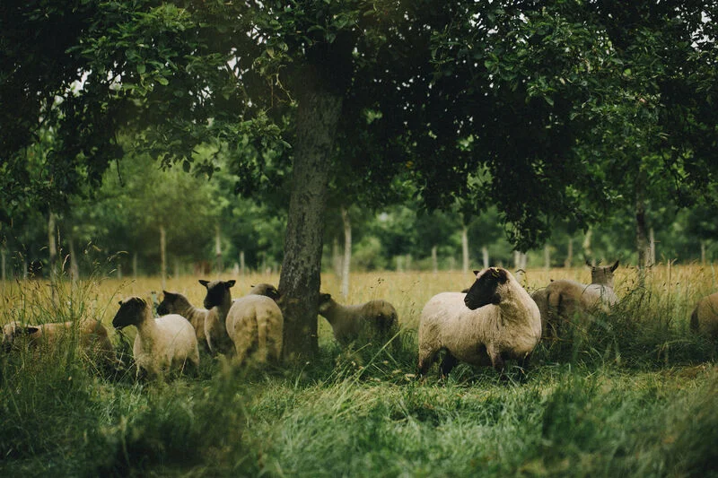 biodynamický chov ovcí